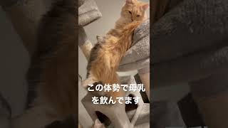 母乳の飲み方の癖が強い子猫