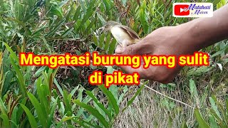 Mengatasi burung yang sulit di pikat, mikat burung, matahari malam