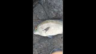 Fish Identification: Golden spot blubber lips, caught on Gold Coast