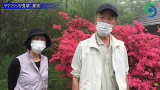 「八幡つつじ園地」でヤマツツジ見頃 那須