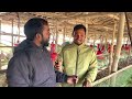 স্বনির্ভর হয়ে মুরগি পালনে অধিক লাভ profitable poultry farming business