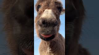 Discover the Charming World of Donkeys in Our Latest Video!