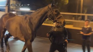 【2023香港国際競走】ジェラルディーナなど日本馬10頭が香港に到着｜JRA公式