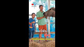 แม่กำไรควายงาม ลูกปานสุรินทร์ ตู่ ส.รุ่งเรืองฟาร์ม ควายไทย เต๋อพาเที่ยว