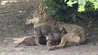 Carnet Rose 2019 du Parc Animalier de Sainte-Croix !