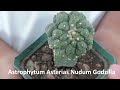 25 tipos de cactus astropytum asterias guia de identificacion de astrophytum asterias con nombres.