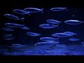 🐟🐟🐟3 HOURS STUNNING 4K 🦀UNDERWATER FOOTAGE 🐬+ MUSIC | NATURE RELAXATION BEST RELAX🐠🐠