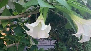 Angel’s Trumpet flower( Brugmansia suaveolens )