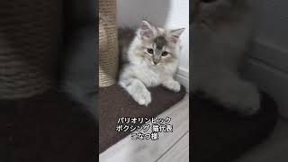 ボクシング猫 #サイベリアン #こなつ #パリ #オリンピック #可愛い  #cat