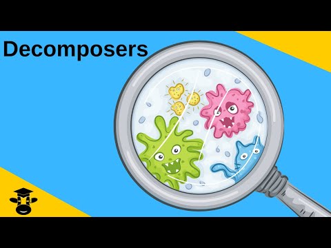 What is the difference between decomposers and Detritivores?