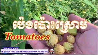 ប៉េងប៉ោះស្រោម ខេត្តស្ទឹងត្រែង