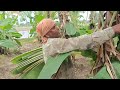 banana leaf farming which is very profitable 😱 banana leaf cultivation