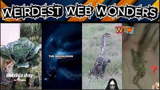 weirdest web wonders vol 179
