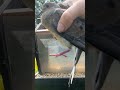 trapped pigeon rescued from bird feeder viralhog