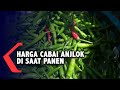 Harga Cabai Anjlok Saat Musim Panen, Petani Merugi