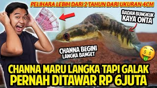 CHANNA MARU TERLANGKA TAPI GALAK! PERNAH DITAWAR RP 6.000.000 TAPI BELUM DILEPAS! SNAKEHEAD HOMEBASE