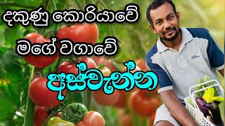 දකුණු කොරියාවේ මගේ වගාවේ අස්වැන්න || ගෙවතු වගාව ||කොරියාවේ කෘෂිකර්මාන්තය #koreangovibima #korea