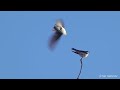 Male tree swallow lands and uses his bill to grip his mate by her neck feathers during mating