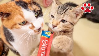 【猫日記】おやつの日  The Day Cats Eat cat snack　2021.9.30