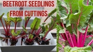 How to grow Beetroot from cuttings | Grow Beetroot at home | Beetroot seedlings from cuttings