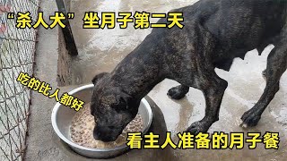 狗妈一口气生下8条幼崽，月子餐吃这个补营养？伙食真讲究！