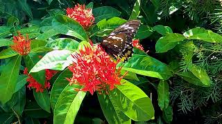 Cairns Birdwing Butterfly Palm Cove Australia