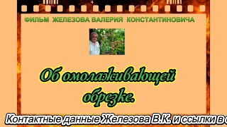 Железов В. К.  Об омолаживающей обрезке.