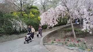 2024年4月6日鳴門市花見山⑪