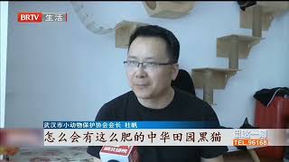 这家咖啡馆特别 流浪猫竟然是“员工”