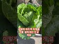 배추를 끈으로 묶어 보세요 결구도 성장도 잘 하는 것 같아요 #배추재배#배추결구