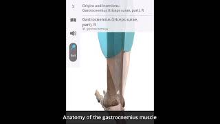 「解剖学」下腿三頭筋 Anatomy of the gastrocnemius muscle #Short