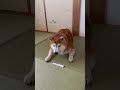 柴犬福 ガムを自慢しないと食べない柴犬🤣shiba asmr🤣 shorts funnydog dogshorts 癒し 시바견　 asmr モッパン