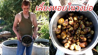 เลี้ยงหอยเชอรี่ไว้ในบ่อปูนเลี้ยงไม่ถึงเดือนได้กินแล้ว|กบปลาพารวย