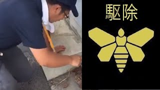 【セアカゴケグモ駆除】京都市伏見区　巣駆除・退治　京都の害虫駆除.com