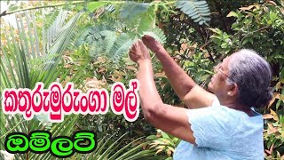 කතුරුමුරුංගා මල් ඔම්ලට් Kathurumurunga mal omelet By Aththamma How To make kathurumurunga