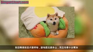 柴犬和秋田的區別，你知道多少呢？