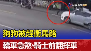 狗狗被趕衝馬路  轎車急煞、騎士前翻摔車