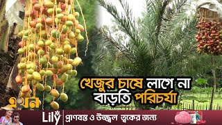 অল্প জমিতে খেজুরের বাগান করে লাভবান শেরপুরের হাশেম | Dates Price | Sherpur News | Ekhon TV