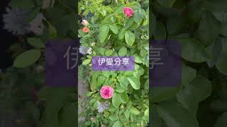 伊愛分享： 我家玫瑰：胭脂扣玫瑰 月季。夏花幾乎沒差別，覺得滿耐熱