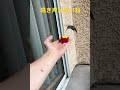 ハチドリちゃんがやって来た 33 手乗り編11 hummingbird’s coming over to our house