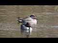 eurasian teal common teal eurasian green winged teal ducks in the park february 2025