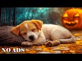 12 Hours of Music to Calm Your Dog🐶cozy halloween ambience 💖 Music Dogs