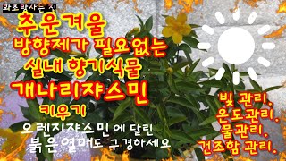 개나리쟈스민의 노란꽃과 오렌지쟈스민의 붉은열매 구경하러 오세요