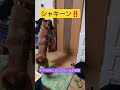 一週間ぶりの再開 元野犬 元保護犬 雑種犬