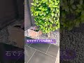 エクステリア　素敵な鉢植えを見た！^_^ センスあるね 無機的な石を上手く活用している！ shorts アーカイブスリフォーム 古宇田ホーム 町で見た tokyo