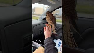 American Kestrel falcon barely misses a slip on a group of invasive European Starlings!