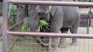 おいしそうに青草を食べるゾウの姉妹