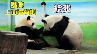 圓圓,圓寶許願洞下面對面吃筍樂趣多Giant Panda Yuan Yuan,Yuan Bao eat bamboo face to face happily,圆宝,圆圆