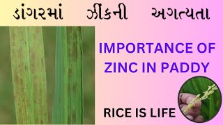 ડાંગરમાં ઝીંક સલ્ફેટની અગત્યતા / IMPORTANCE OF ZINC IN PADDY