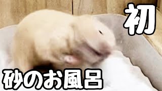 初めての砂風呂で思わず鳴いてしまうハムスター　おもしろ可愛い動物